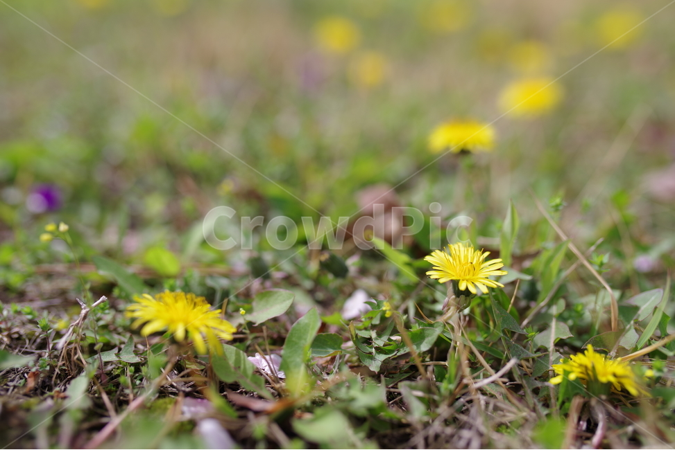 Outfocusing,korea,background,yellow,flower garden,Emotion,dandelion
