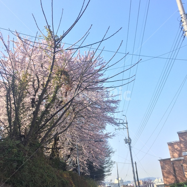 계절,봄,벚꽃,자연풍경,꽃,화사함,자연,풍경,꽃,flower,나무,trees,wood