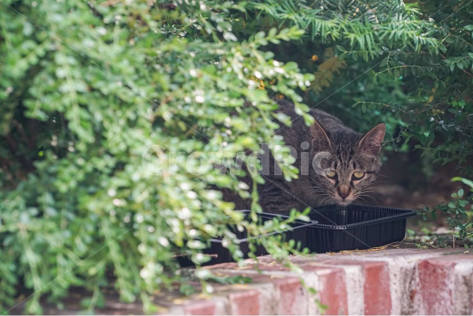 shadow,flower bed,spotted,hungry,stray cat,mammal,poor,plants,cat,brick,lonely,straycat,green,birck,tree,shade,black,flowerbed,fearful,food,brindle,plastic,wariness,pathetic,plant,afraid,animal,mammalia