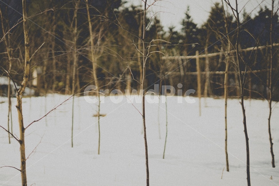 자연광,나무,눈,식물원,겨울,겨울,계절,winter,season,자연,풍경,nature,landscape