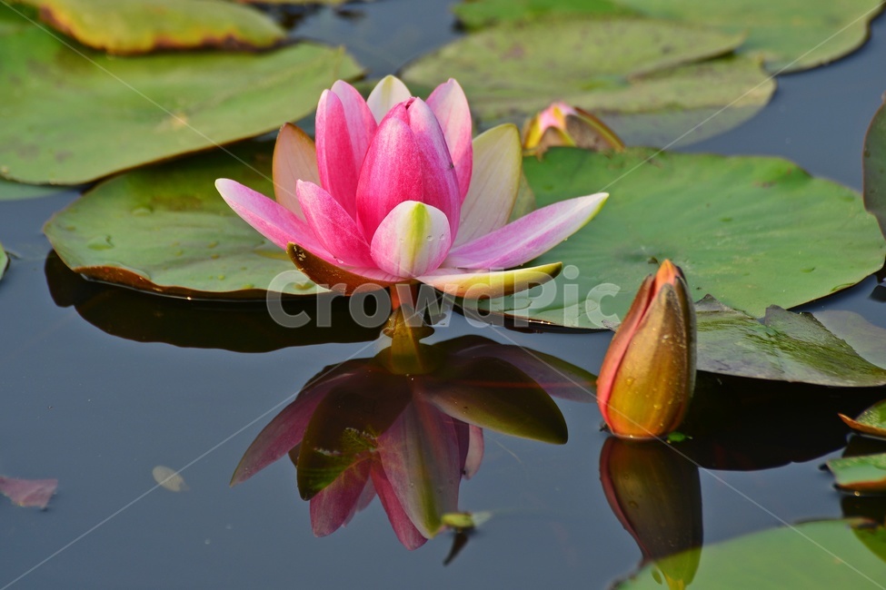 blossom,plant,식물,flower,꽃,수련,연꽃,반영,연못,연잎,연꽃잎,수생식물,수중식물