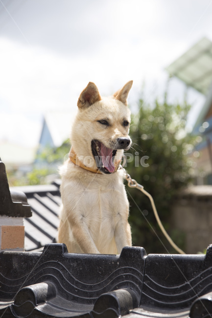동물,개,강아지,반려견,맑음,귀여움,동물,animal,포유류,mammal,개,강아지,dog,doggy