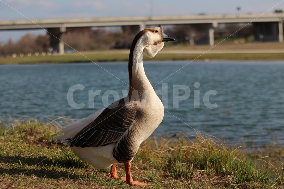	새,강,자연,오리,봄,나무,bird,duck,river,green,nature,동물,animal,동물,animal,조류,새,birds