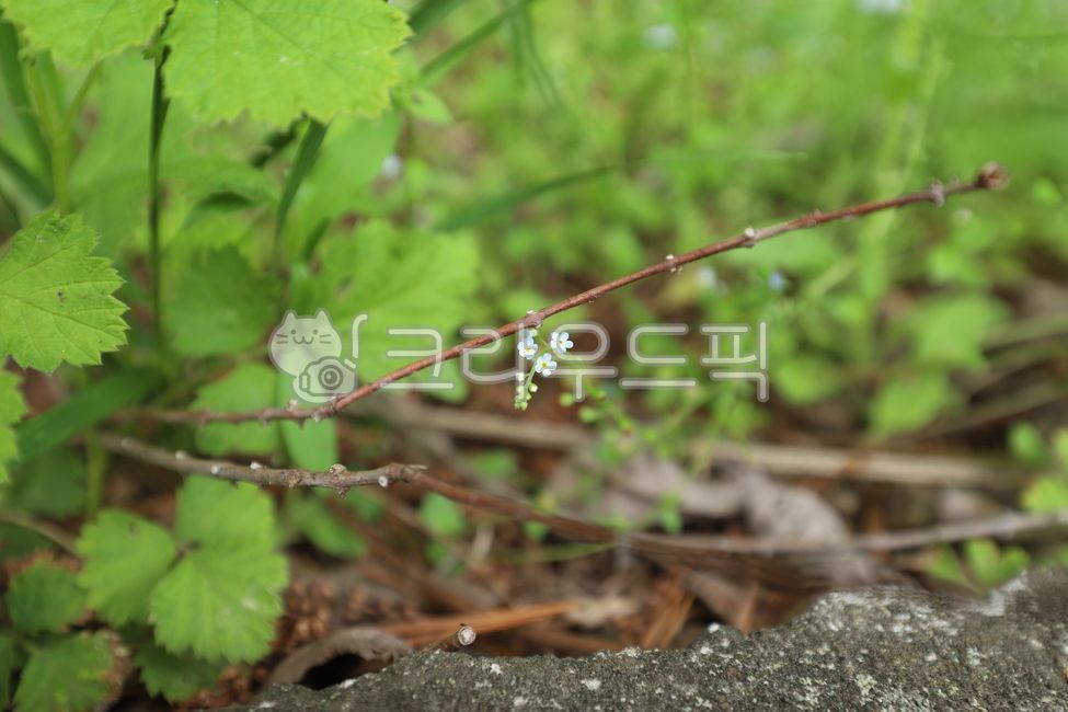 plant,식물,꽃,들꽃,flower,야생화