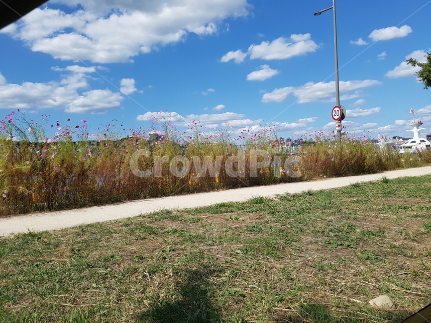 한강,코스모스,잔디,강,river,전봇대,구름,하늘,나들이,소풍,그림자,grass,식물,plant