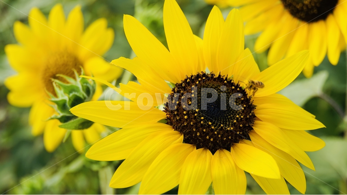 해바라기,꽃,식물,플라워,늦여름,sunflower,flower,식물,자연,plants,nature,꽃,flower