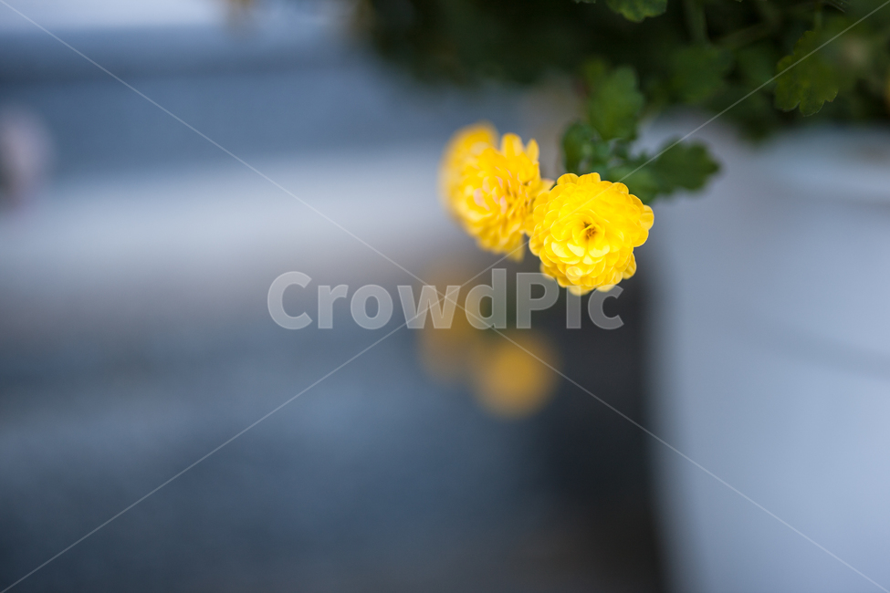 꽃,식물,flower,봄,botanical,식물,자연,plants,nature,꽃,flower