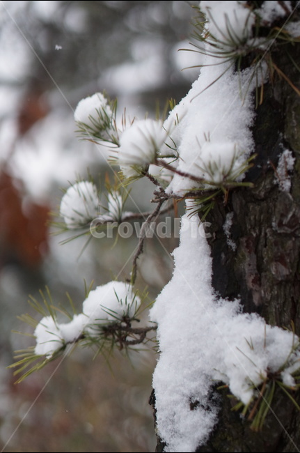 용봉산,겨울,눈,풍경,소나무,눈송이,겨울,계절,winter,season,식물,자연,plants,nature