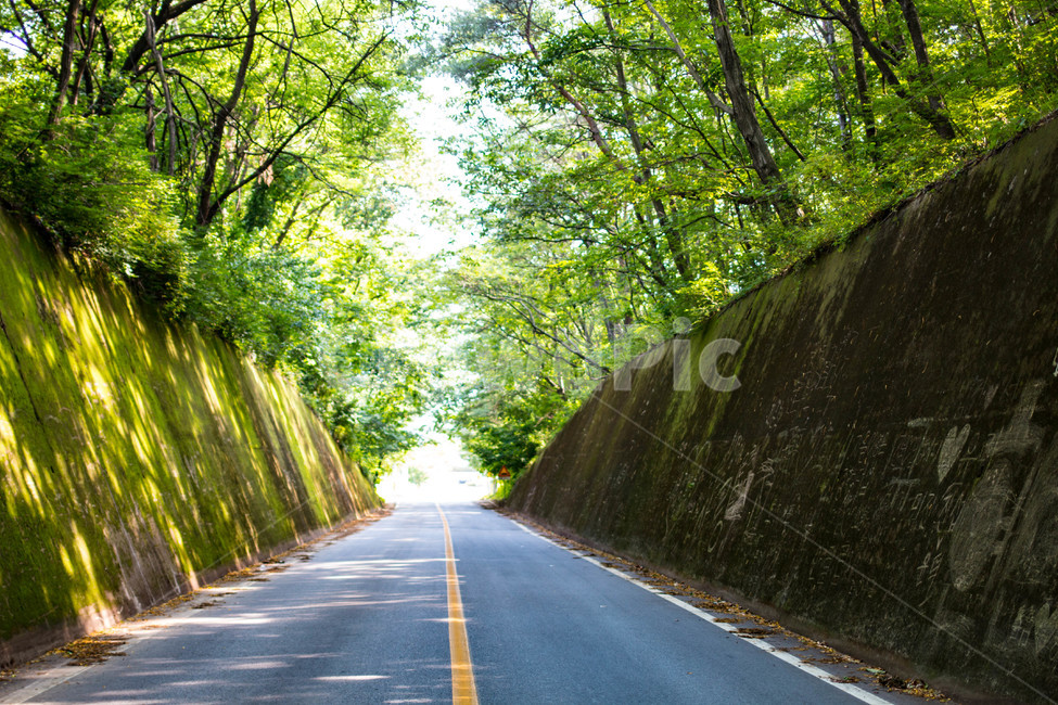 이끼터널,단양,도로,나무,터널,자연,풍경,nature,landscape,교통,교통수단,traffic,transportation,road,plant,식물,asphalt,아스팔트