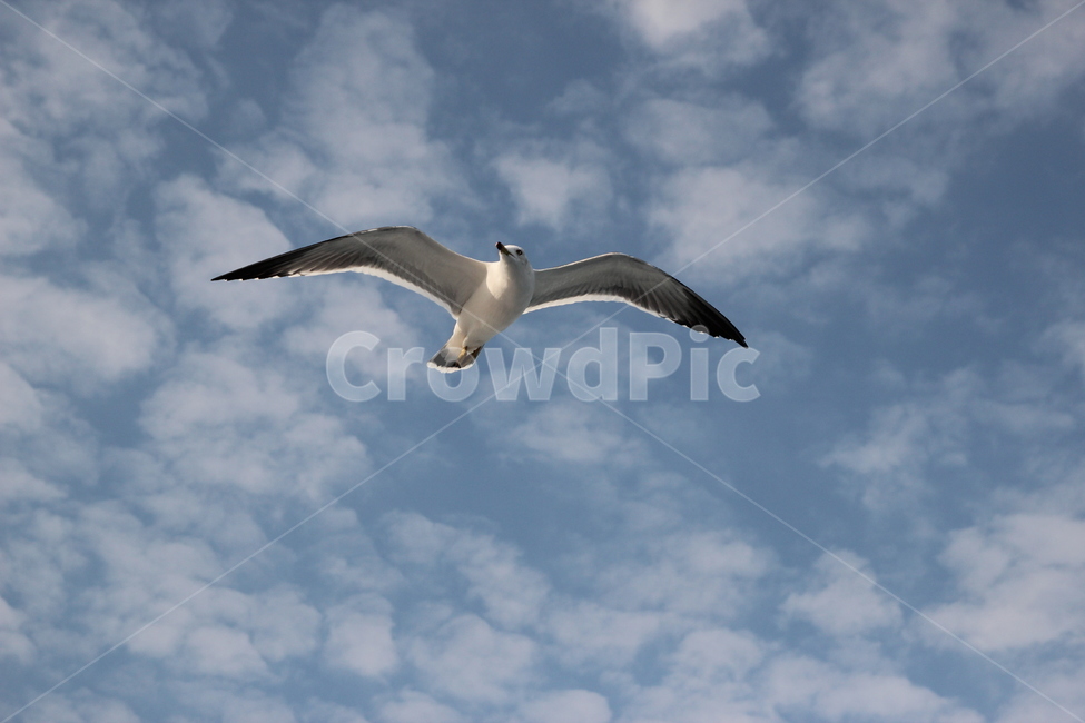 갈매기,동물,새,하늘,구름,bird,seagull,animal,조류,새,birds