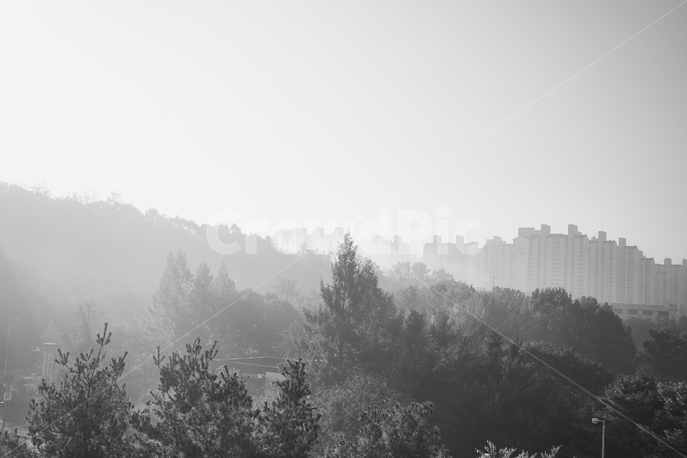 자연,grey,회색,나무,weather,날씨,nature,흑백,안개,자연,풍경,nature,landscape,흑백,모노톤,monochrome,black and white