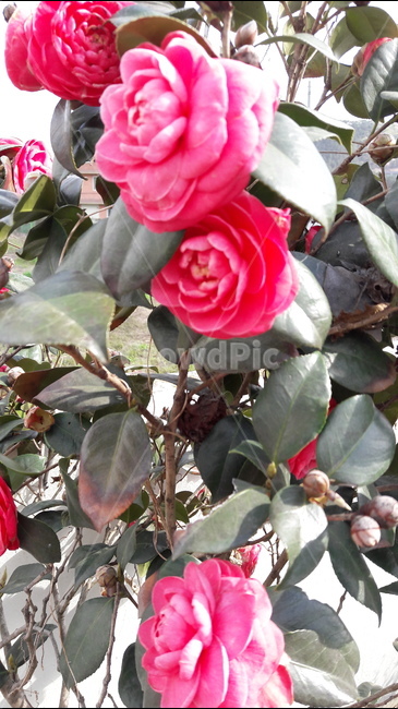 spring flowers,camellia tree,camellia,flower