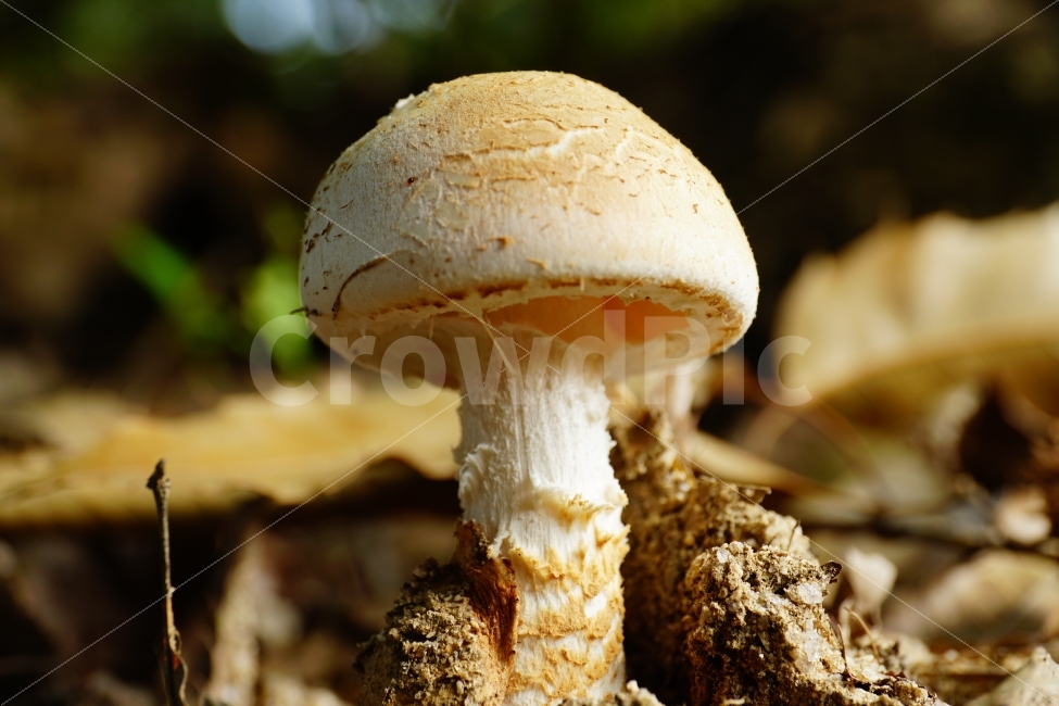 버섯,식물,자연,산,산속,등산,낙엽,이파리,야채,채소,식재료,재료,요리,레시피,cook,mushroom,mountain,나무,숲,산림,삼림,nature,접사,macro,숲속,식자재,농산물,농작물,한국의자연,식물,자연,plants,nature