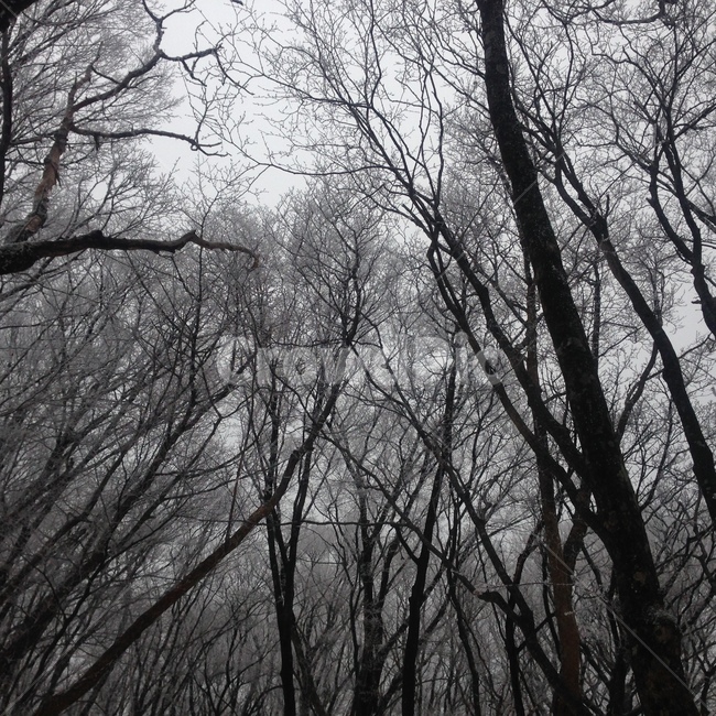 계절,풍경,숲,겨울한라산,한라산,season,tree,winter,겨울숲