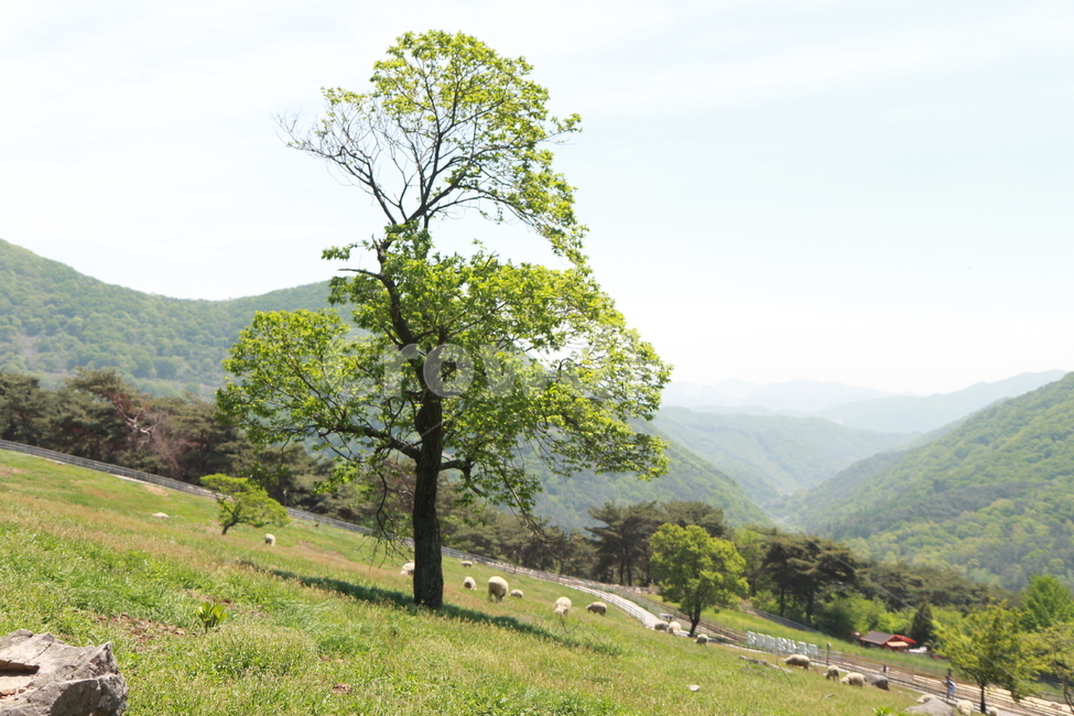 양,나무,목장,나무한그루,sheep,tree,green