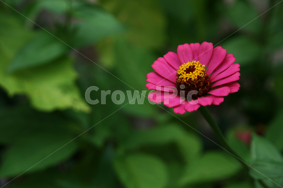 plant,식물,pollen,화분,백일홍,꽃,flower