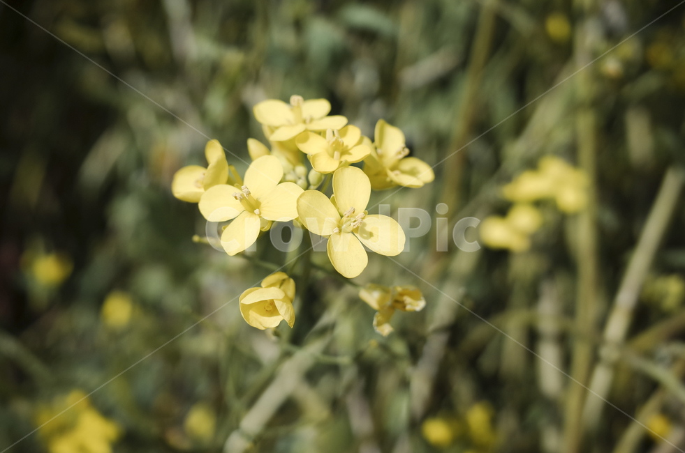 유채꽃,유채,yellow,plant,식물,flower,꽃,봄,봄꽃,노란꽃,green,노란,초록
