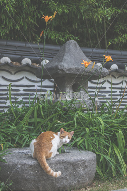 고양이,길냥이,냥이,cat,pet,동물,근엄,무거움,한국전통,한국문화,korean traditional,korean culture,동물,animal,포유류,mammal,고양이,cat,kitten,kitty