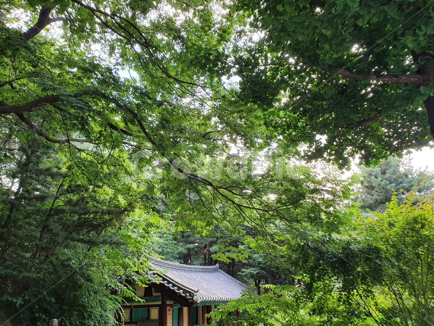 자연,풍경,숲,숲속,나무,풀,초록
