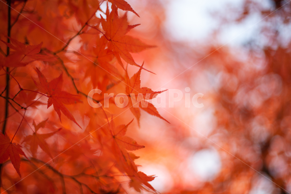 단풍,가을,maple,단풍나무,autumn,fall,가을,계절,fall,autumn,season,leaf,잎,plant,식물,tree,나무