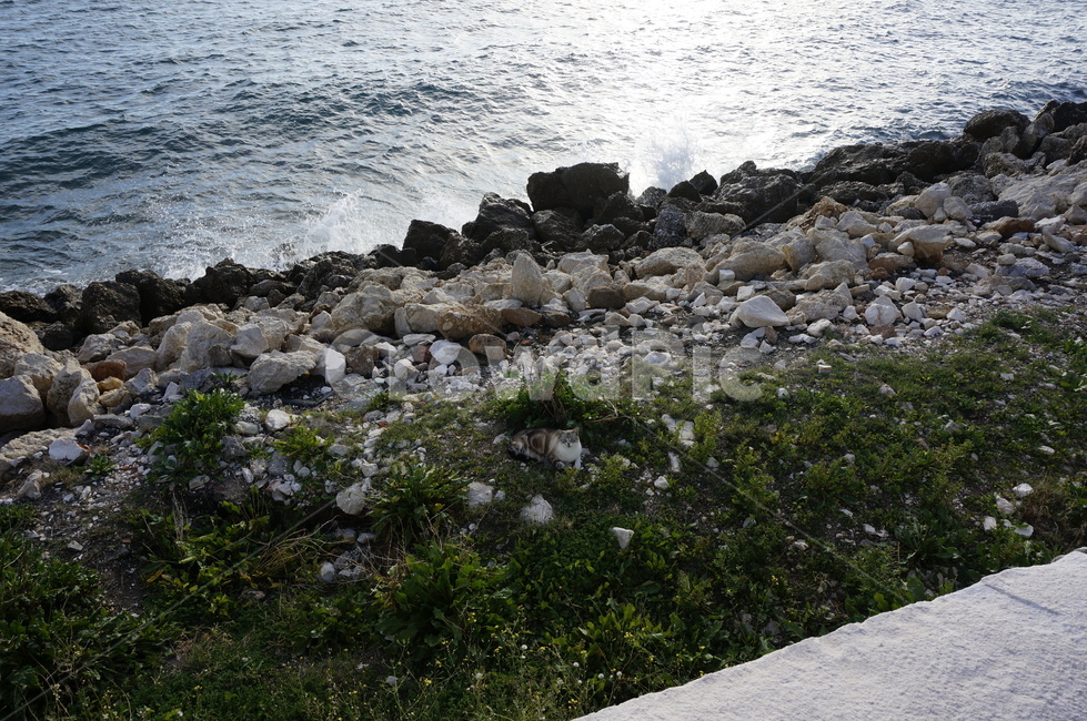 자갈,돌,고양이,바다,sea,rock,cat,rubble,파도,wave,자연,풍경,nature,landscape,동물,animal,포유류,mammal,고양이,cat,kitten,kitty