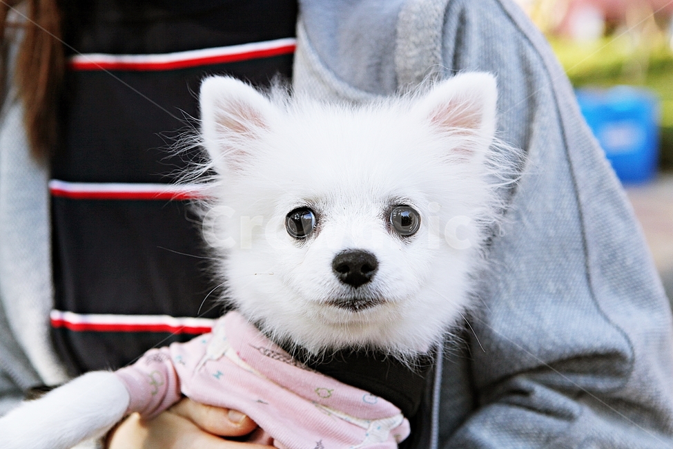 강아지,개,반려견,애완견,동물,산책,사람,동물,animal,포유류,mammal,개,강아지,dog,doggy