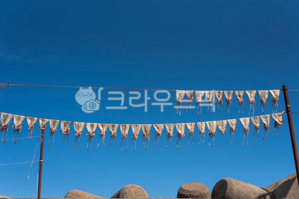 오징어,마른오징어,동해바다,바다,건조오징어,파란색,방파재,오징어건조,squid,해산물,바닷가,수산물,건조,파란하늘,가을,driedsquid,blue,하늘