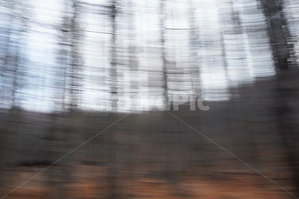장노출,메타세콰이어숲,나무,자연,환상적,몽환적,배경사진,trees,nature,shutterspeed,longexposure,fantastic,자연,풍경,nature,landscape