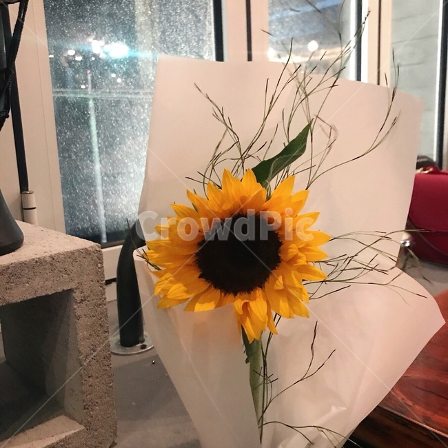 해바라기,노란색,풍경,자연풍경,한송이,식물,꽃,벌,꿀,꽃가루,감성,꽃다발,배경,바탕화면