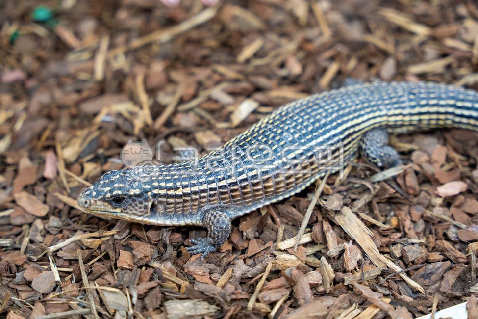 도마뱀,reptile,파충류,lizard,생물,livingthings