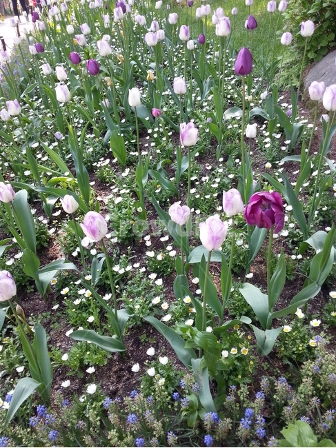 꽃,식물,듀울립,화단,flower