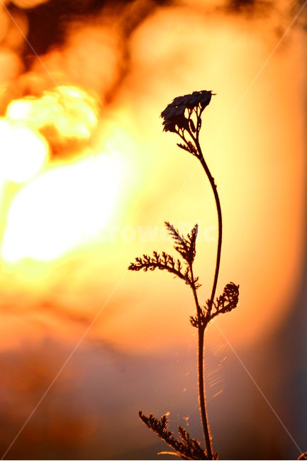 감성,들꽃,야생화,분위기,feeling,sensible,emotion,색감,color,일몰,석양,노을,해질무렵,sunset,sun,노랑색,오렌지색,배경,아름다운,느낌,필,역광,햇빛,태양,식물,자연,plants,nature,꽃,flower