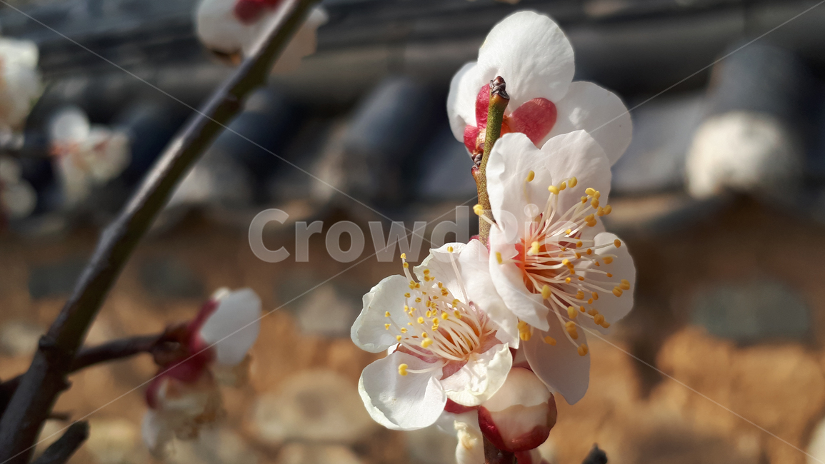 매화,꽃,plant,식물,봄,flower,blossom,식물,자연,plants,nature,꽃,flower