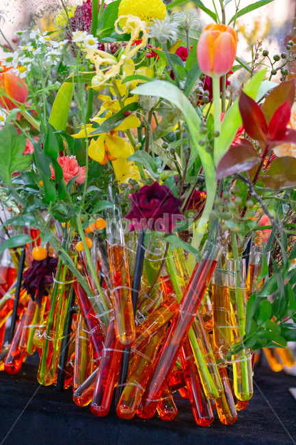 가을꽃,화단,계절,화분,plant,식물,flower,blossom,꽃,수액,식물,자연,plants,nature,꽃,flower
