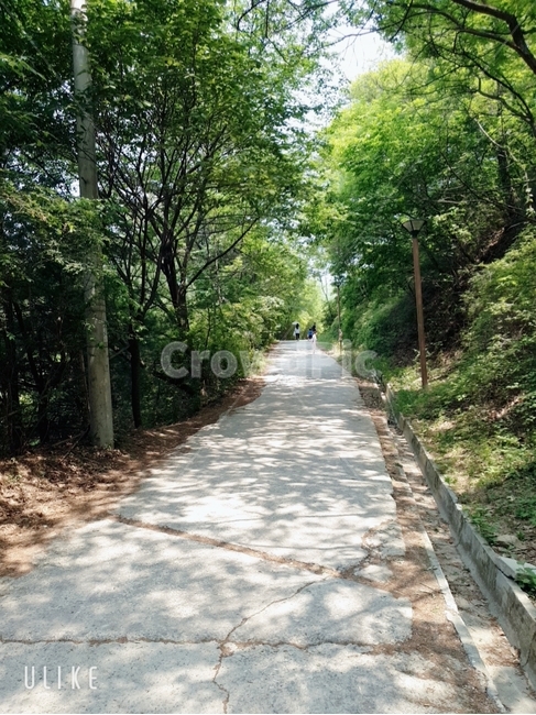 햇살,나무,숲,자연,여름,봄,날씨,구름,빛,나뭇가지,초록색,푸른,단풍,빨강,붉은,산,길,그림자,산길,숲길