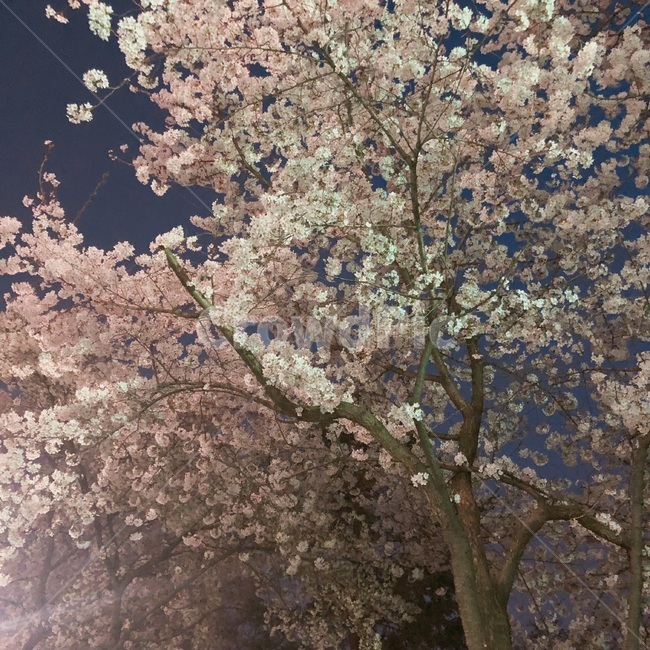 벚꽃,나무,봄,저녁,꽃,봄,계절,spring,season,식물,자연,plants,nature,꽃,flower,plant