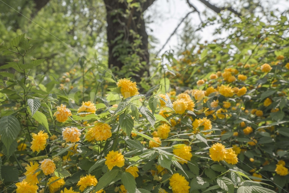 초록,나무,나뭇잎,푸릇푸릇,여름,자연,꽃,노란꽃,식물,자연,plants,nature,꽃,flower