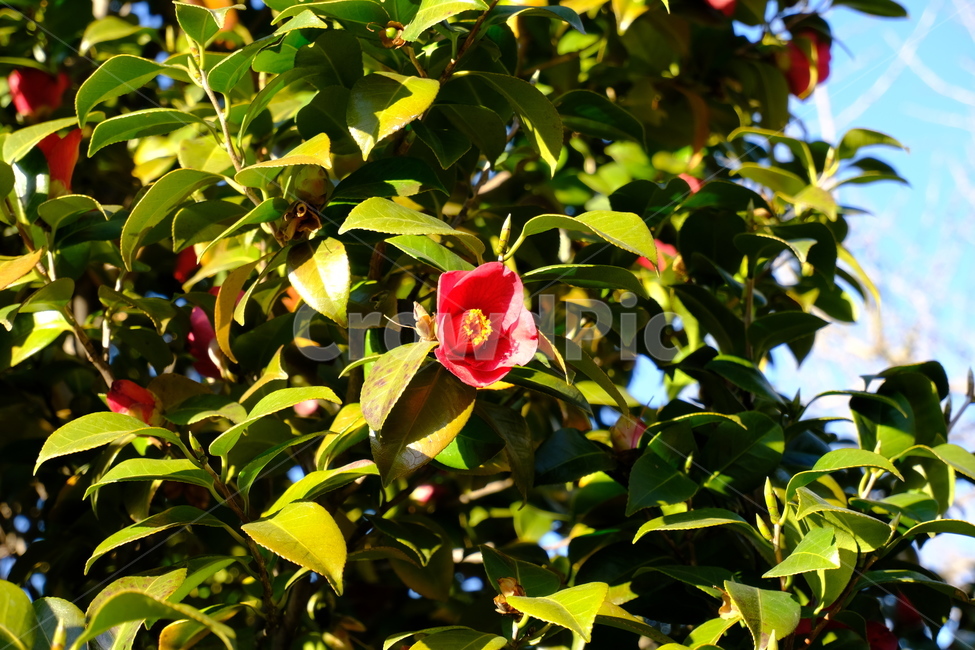 plant,식물,blossom,꽃,동백꽃,leaf,잎,camilia