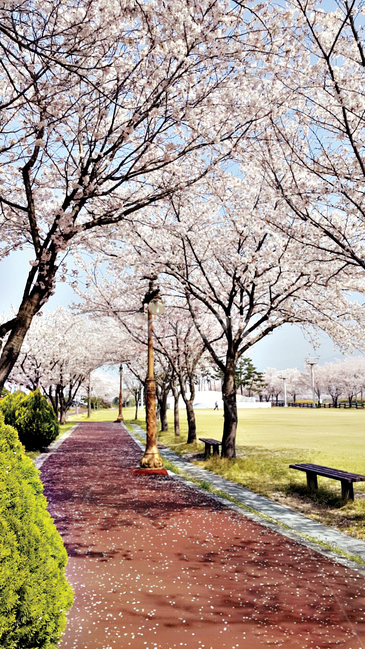 산책로,벚꽃,힐링,벚꽃길,배경화면,봄,계절,spring,season,furniture,가구,bench,벤치,plant,식물