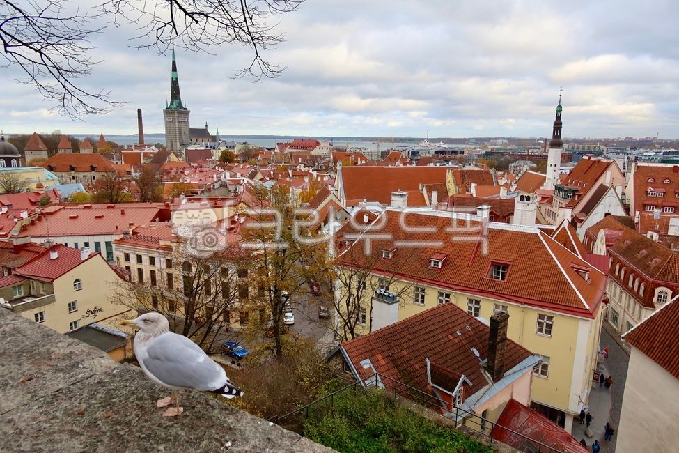 에스토니아,탈린,코투오차전망대,estonia,tallinn,kohtuotsa,roof,지붕,bird,새