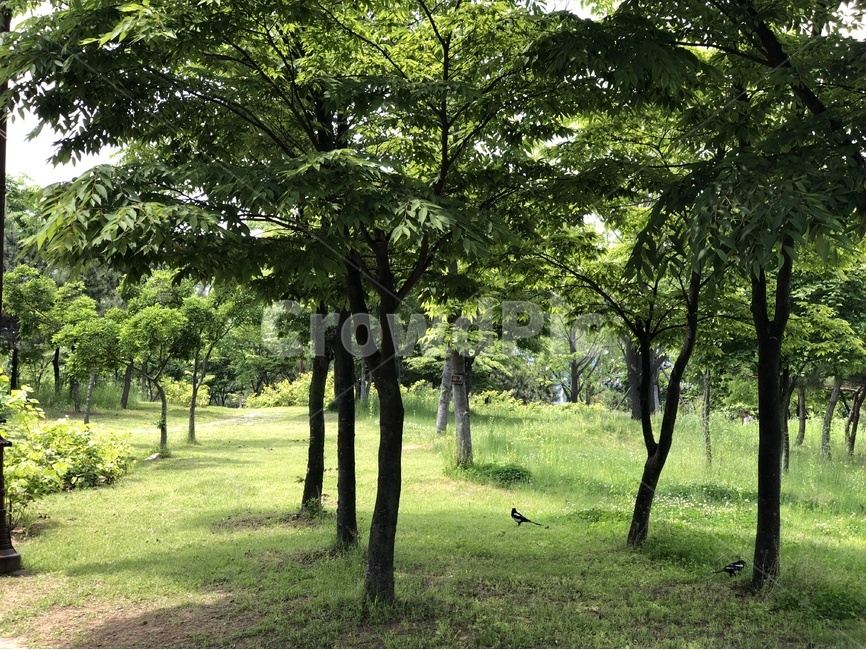 오솔길,미추홀공원,해돋이공원,미추홀,자연,나무,길,road,갈래길,초록,자연풍경,까치,자연,풍경,nature,landscape,동물,animal,조류,새,birds,tree,plant,식물,tree trunk,나무 줄기