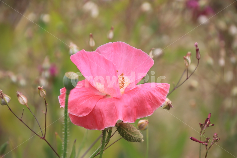식물,양귀비,야생화,여름,핑크,식물,자연,plants,nature,꽃,flower
