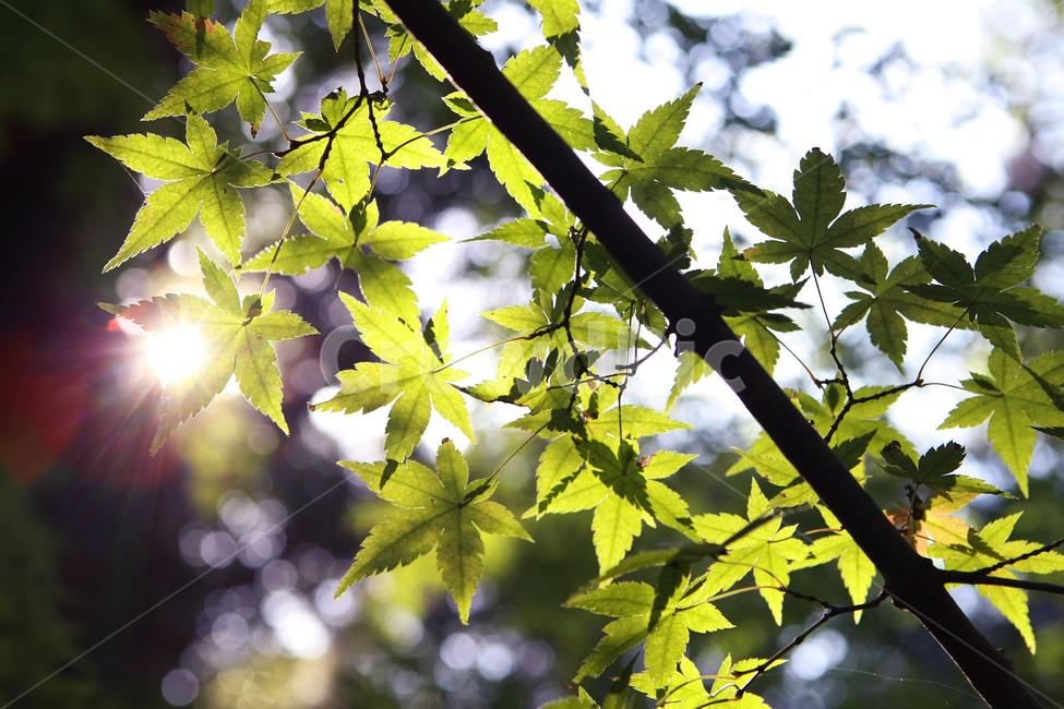 가을,낙엽,휴식,산책,단풍,힐링,빛,식물,자연,plants,nature,휴식,힐링,rest,relaxation,healing