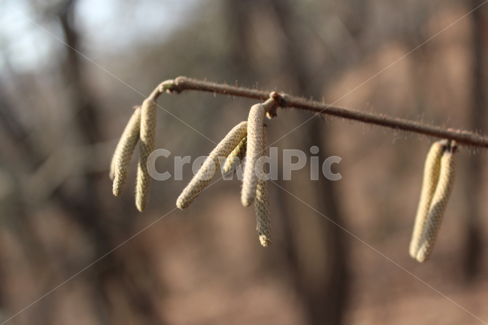 plant,식물,tree,branch,fruit