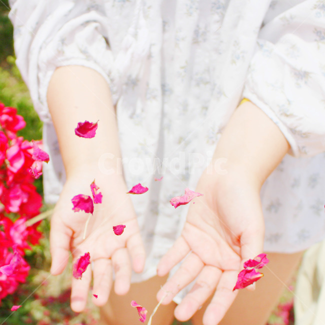 감성사진,자연,하늘,꽃,장미,색감,보정,flower,summer,nature,red,color,손,hand,people,사람,fly,꽃잎,장미잎,잎,여름,식물,자연,plants,nature,꽃,flower,사람,인물,인간,human,person,신체일부,몸,body