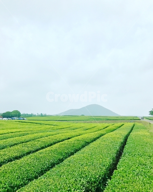 제주도,녹차,녹차밭,산,하늘,여름,자연,풍경,nature,landscape,시골,마을,country,rural,town,산업,industry,industrial,농업,농사,agriculture,farming,farming industry,field,들