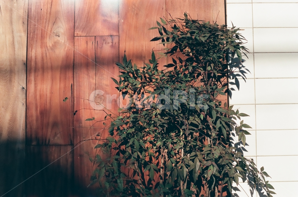 식물,햇살,오후,따뜻한,plant,식물,자연,plants,nature