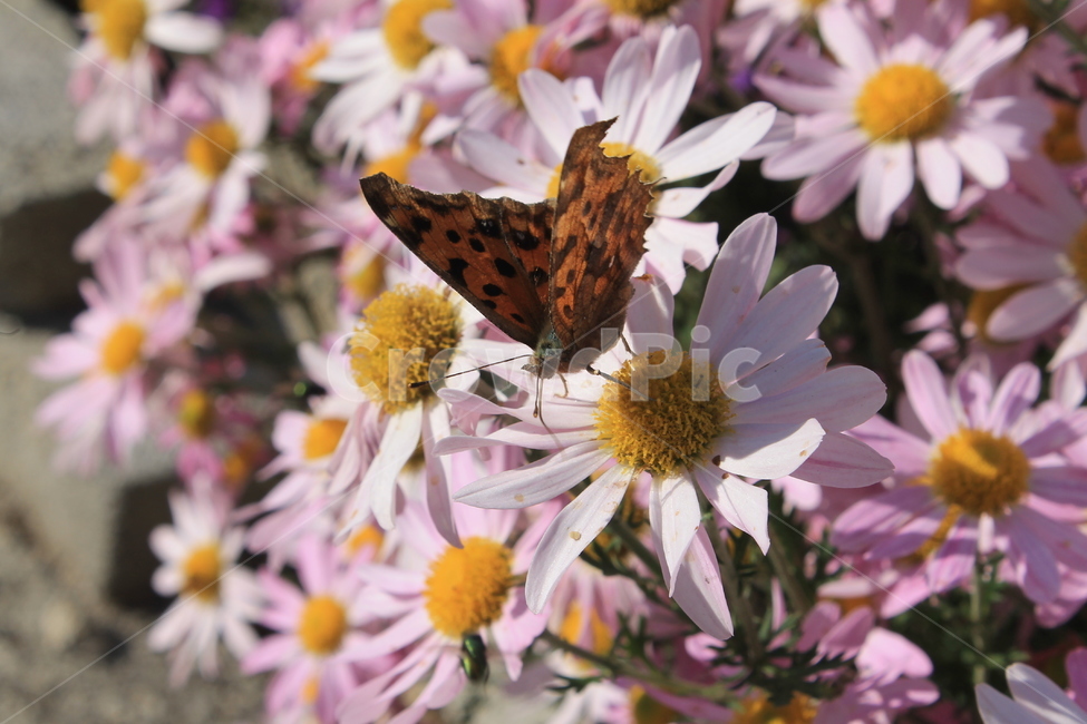 margueritedaisy,daisy,marguerite,가을,꽃,autumn,fall,flower,flowers,plant,식물,데이지,마가렛,나비,butterfly,monarchbutterfly,blossom,pollen,식물,자연,plants,nature,꽃,flower,곤충,벌레,insect,bug
