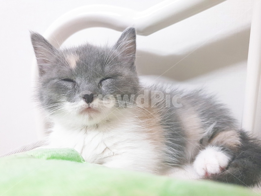 눈감은,고양이,먼치킨,귀여운,애기