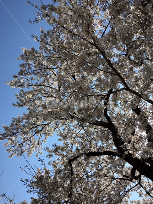 벚꽃,꽃,cherryblossom,봄,spring,flower,blossom,벚꽃축제,체리블라썸,pink,핑크,하늘,식물,plant